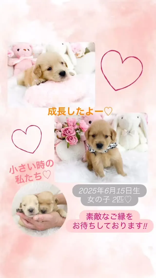 ゴールデンレトリバーの女の子たちが、