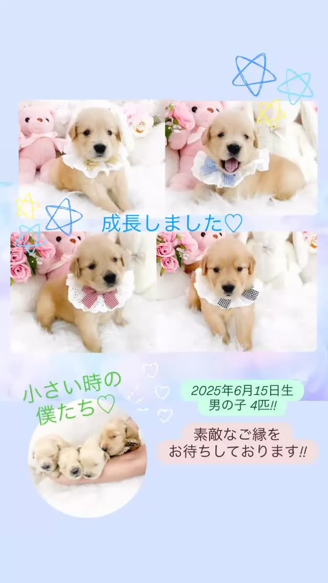 ゴールデンレトリバーの男の子たち成長中💪🐶✨