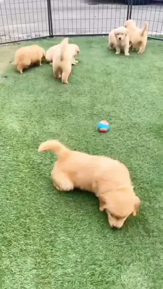 ゴールデンレトリバーの兄妹達🐶❣️