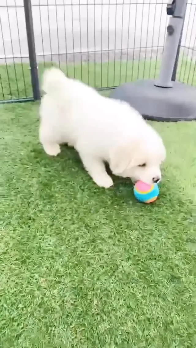 グレートピレニーズの女の子🎀