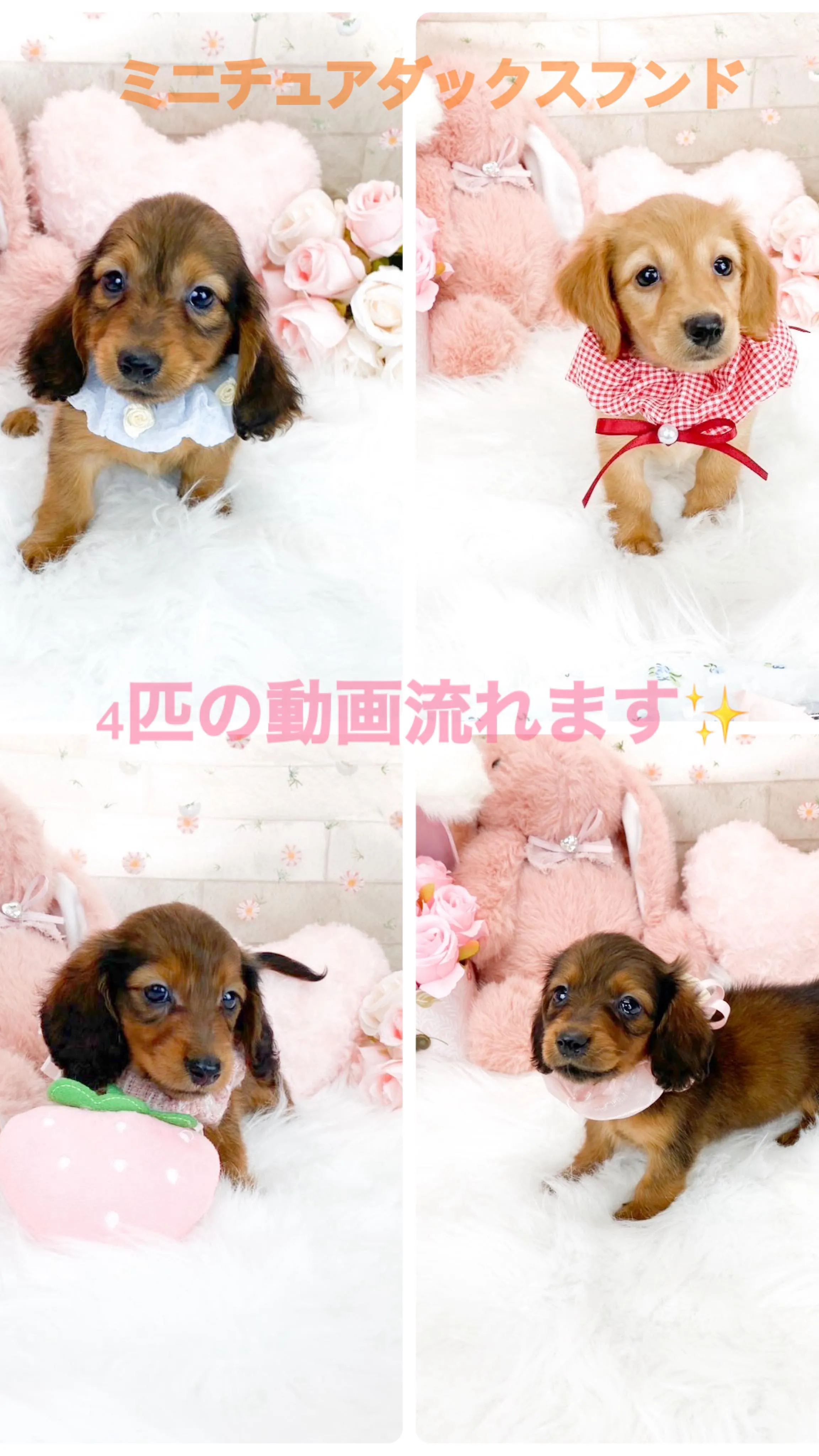 ミニチュアダックスフンドの兄妹達☺️