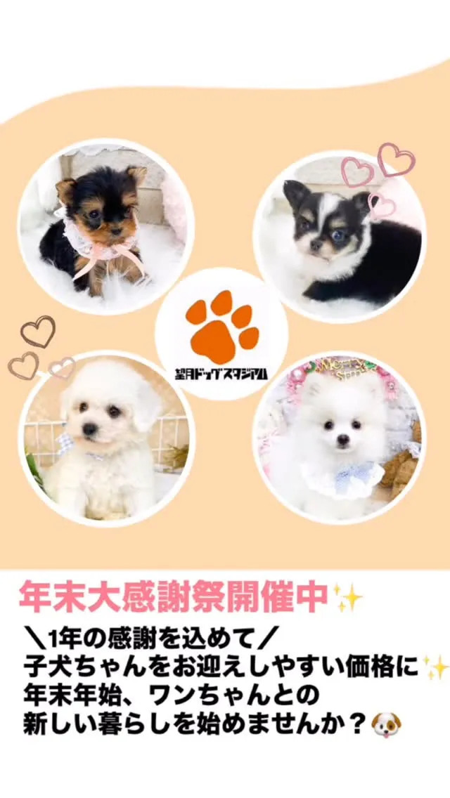 🎉🐾 年末大感謝祭 開催中！ 🐾🎉