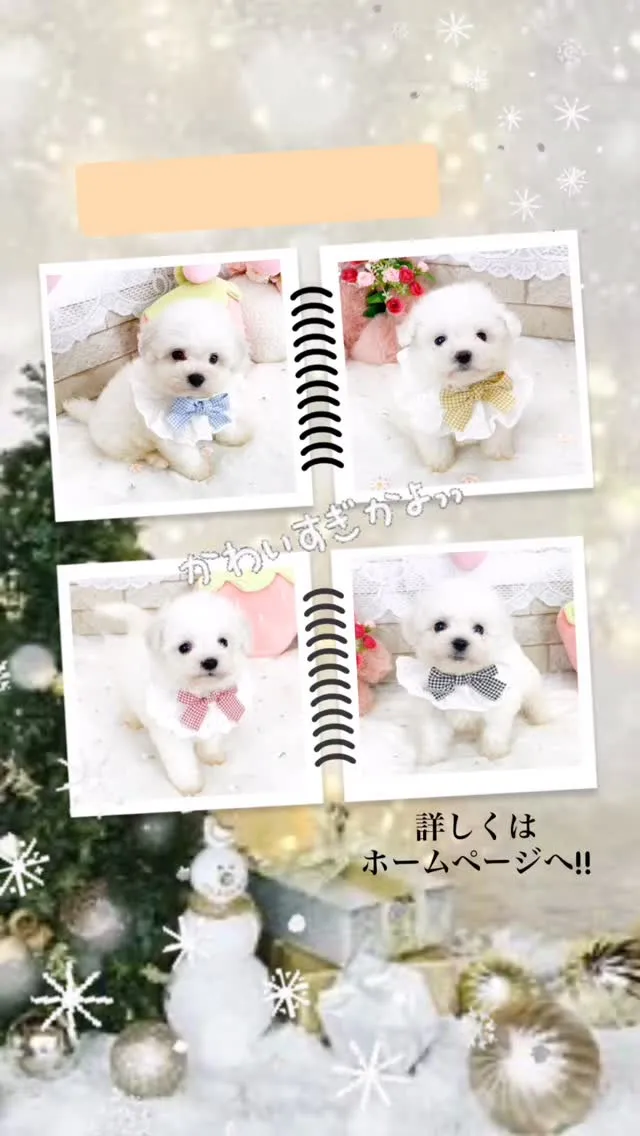 🐾ビションフリーゼ兄妹のご紹介🐾