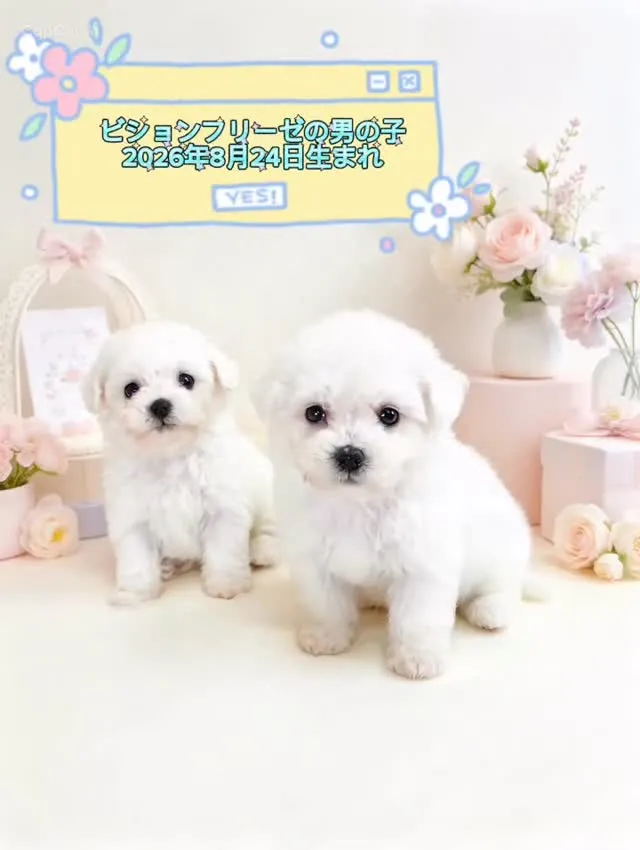 🐶🤍 ビションフリーゼ