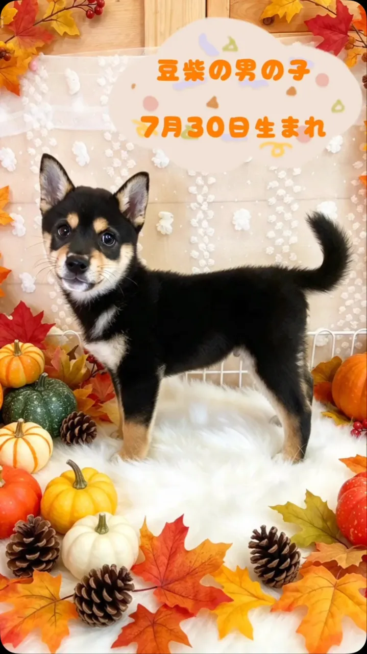 🍁🐕 可愛い豆柴の子犬たち 🐕🍁